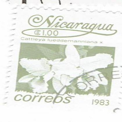 NICARGUA 1983 CORREOS FLOWER THEME STAMP WS 8